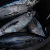 I tonni alalunga pescati durante la gara

